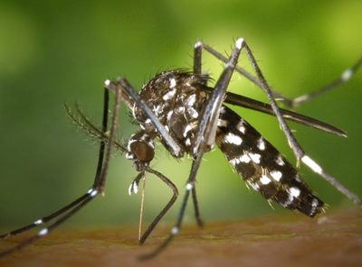 Mosquitoes in Thailand: Are you a magnet?
